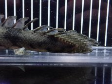 画像4: 【淡水魚】【通販】大特価 No8 ポリプテルス エンドリケリー ナイジェリア産 ワイルド【個体販売】(±22cm)大型魚（生体）（熱帯魚）NKO (4)