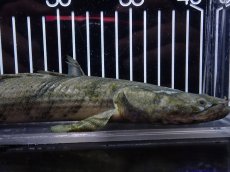 画像2: 【淡水魚】【通販】大特価 No9 ポリプテルス エンドリケリー ナイジェリア産 ワイルド【個体販売】(±31cm)大型魚（生体）（熱帯魚）NKO (2)