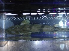 画像9: 【淡水魚】【通販】大特価 No9 ポリプテルス エンドリケリー ナイジェリア産 ワイルド【個体販売】(±31cm)大型魚（生体）（熱帯魚）NKO (9)