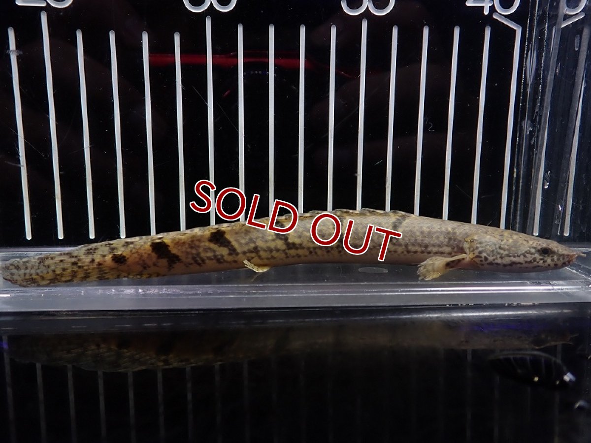 画像1: 【淡水魚】【通販】大特価 No6 ポリプテルス デルヘジィ ワイルド【個体販売】(±16cm)（大型魚）（生体）（熱帯魚）NKO (1)