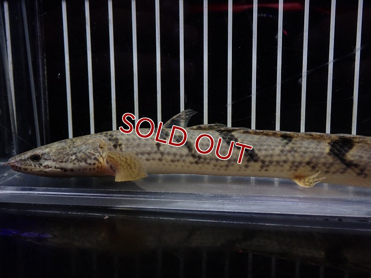 画像2: 【淡水魚】【通販】大特価 大きめ No1 ポリプテルス デルヘジィ ワイルド【個体販売】(±20cm)（大型魚）（生体）（熱帯魚）NKO (2)