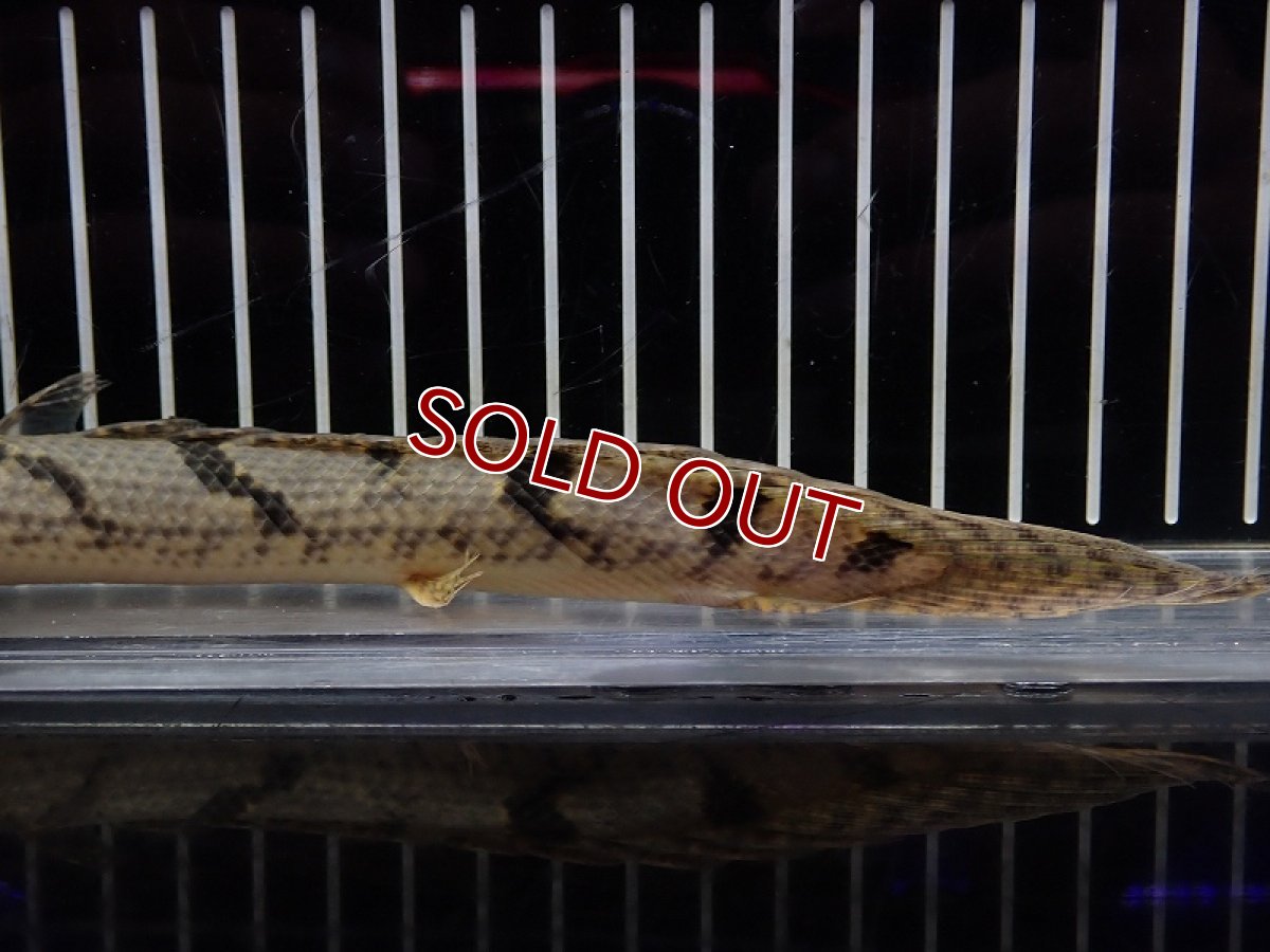 画像3: 【淡水魚】【通販】大特価 大きめ No1 ポリプテルス デルヘジィ ワイルド【個体販売】(±20cm)（大型魚）（生体）（熱帯魚）NKO (3)