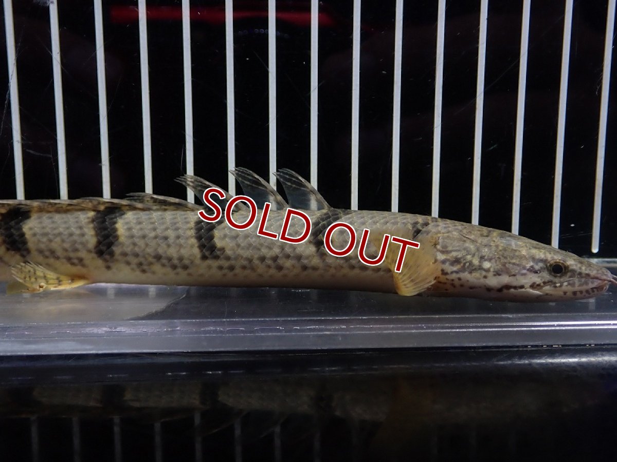 画像5: 【淡水魚】【通販】大特価 大きめ No1 ポリプテルス デルヘジィ ワイルド【個体販売】(±20cm)（大型魚）（生体）（熱帯魚）NKO (5)