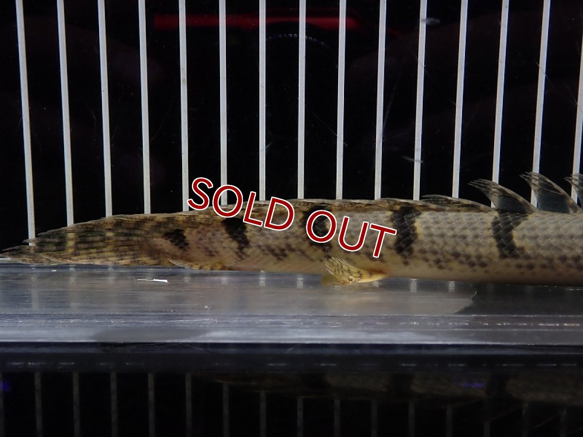 画像6: 【淡水魚】【通販】大特価 大きめ No1 ポリプテルス デルヘジィ ワイルド【個体販売】(±20cm)（大型魚）（生体）（熱帯魚）NKO (6)