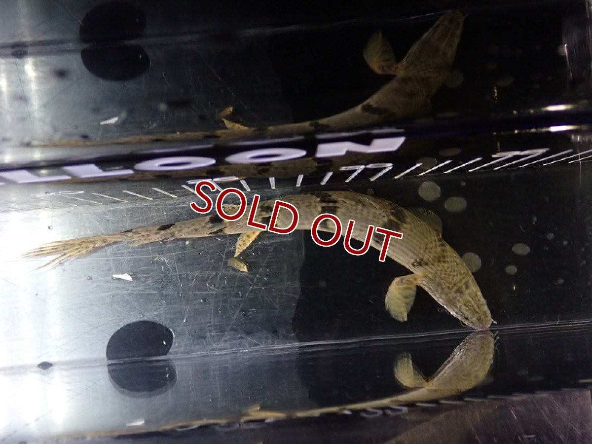 画像7: 【淡水魚】【通販】大特価 大きめ No1 ポリプテルス デルヘジィ ワイルド【個体販売】(±20cm)（大型魚）（生体）（熱帯魚）NKO (7)