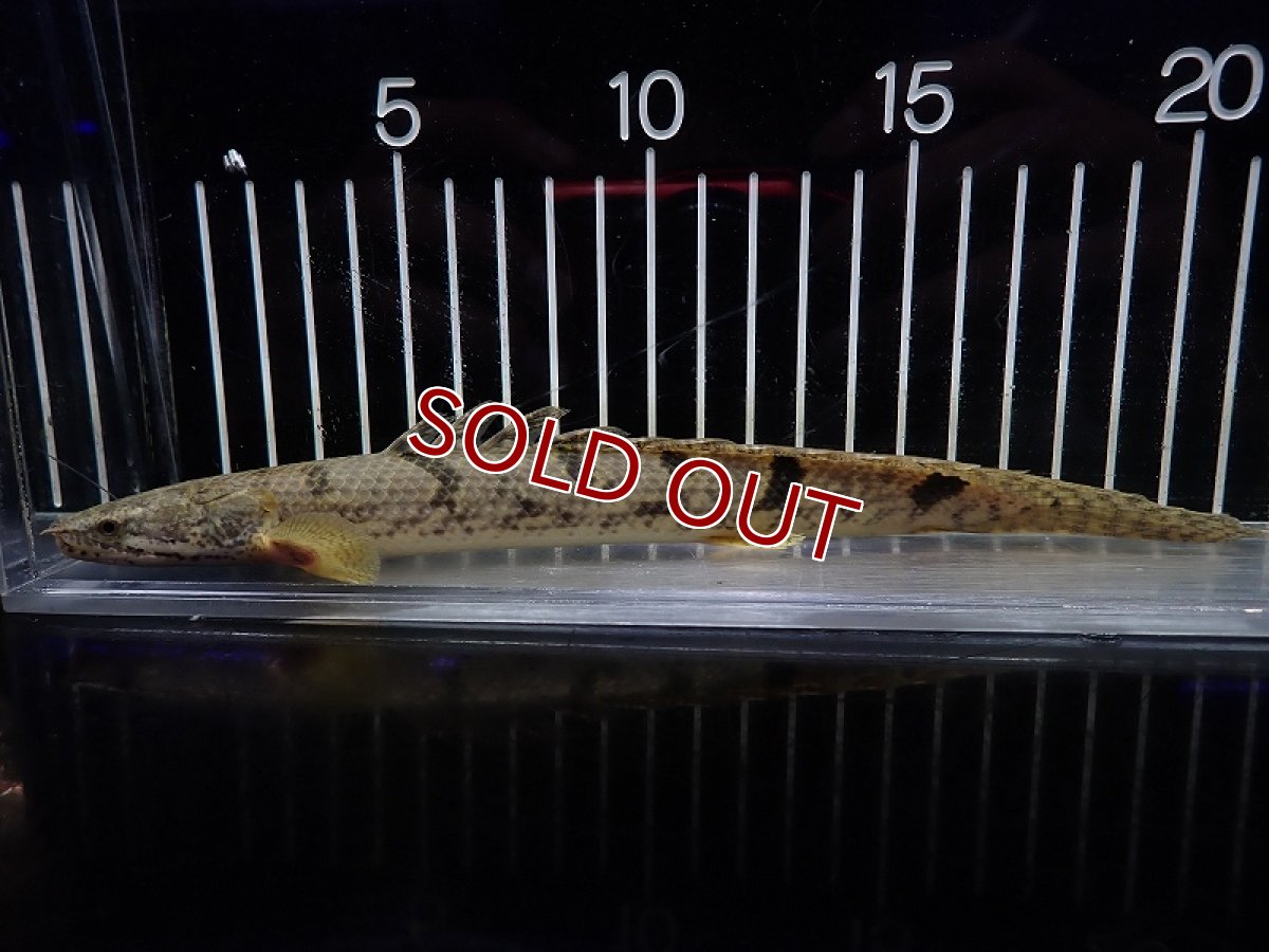 画像1: 【淡水魚】【通販】大特価 大きめ No2 ポリプテルス デルヘジィ ワイルド【個体販売】(±21cm)（大型魚）（生体）（熱帯魚）NKO (1)