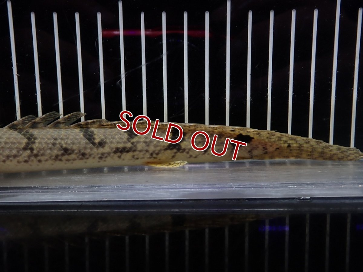 画像3: 【淡水魚】【通販】大特価 大きめ No2 ポリプテルス デルヘジィ ワイルド【個体販売】(±21cm)（大型魚）（生体）（熱帯魚）NKO (3)