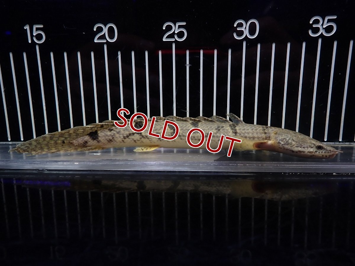 画像4: 【淡水魚】【通販】大特価 大きめ No2 ポリプテルス デルヘジィ ワイルド【個体販売】(±21cm)（大型魚）（生体）（熱帯魚）NKO (4)