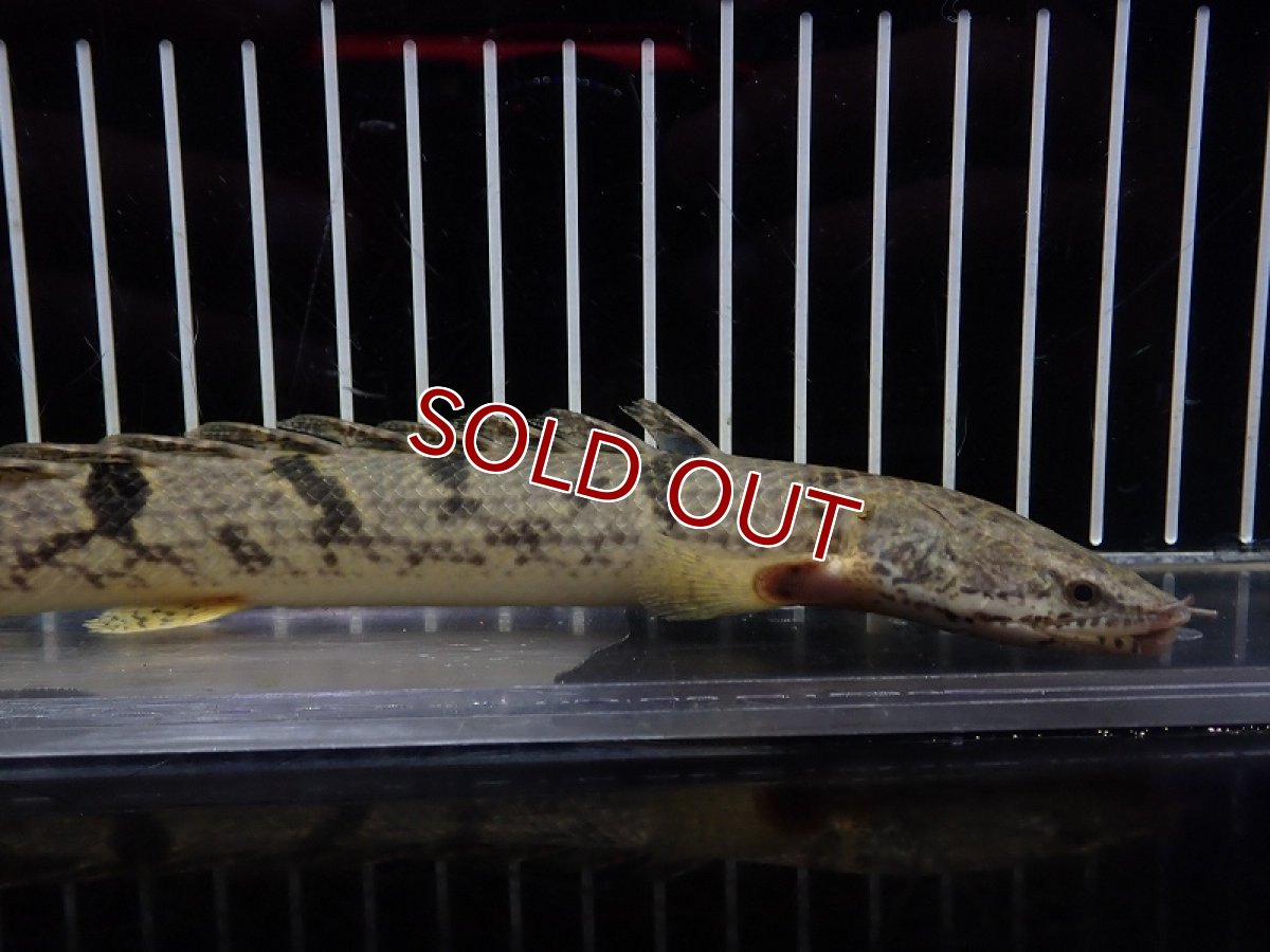 画像5: 【淡水魚】【通販】大特価 大きめ No2 ポリプテルス デルヘジィ ワイルド【個体販売】(±21cm)（大型魚）（生体）（熱帯魚）NKO (5)