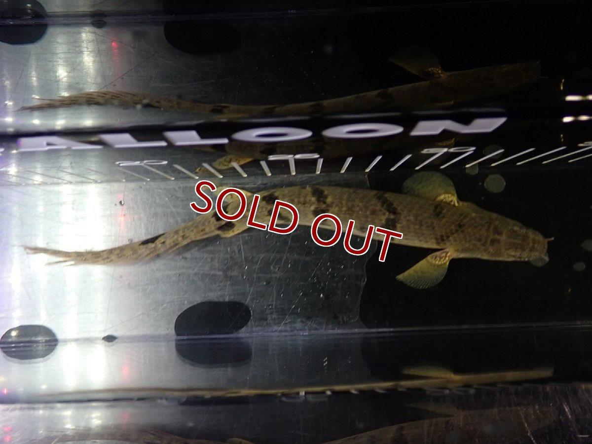 画像7: 【淡水魚】【通販】大特価 大きめ No2 ポリプテルス デルヘジィ ワイルド【個体販売】(±21cm)（大型魚）（生体）（熱帯魚）NKO (7)