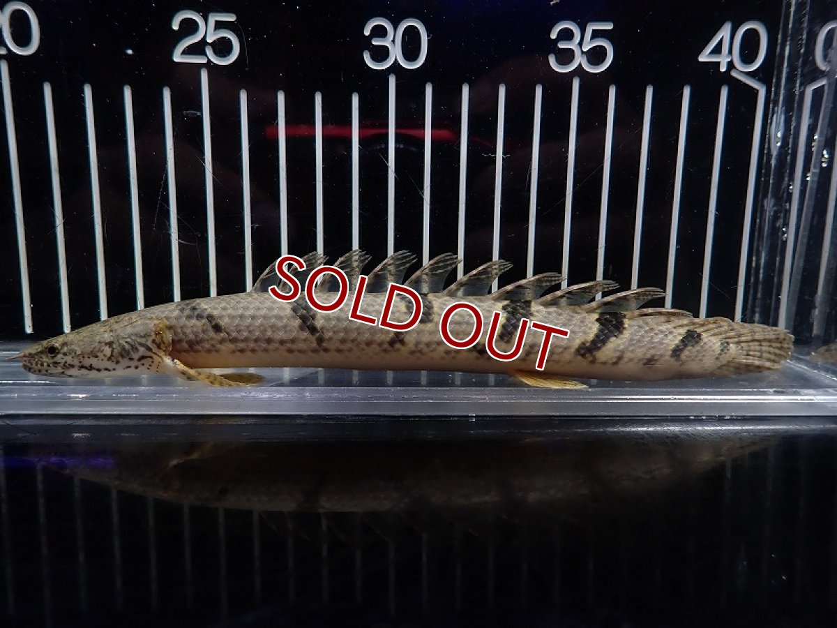 画像1: 【淡水魚】【通販】大特価 大きめ No3 ポリプテルス デルヘジィ ワイルド【個体販売】(±20cm)（大型魚）（生体）（熱帯魚）NKO (1)