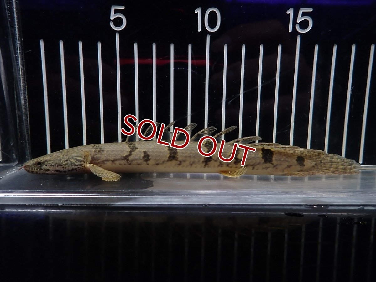 画像1: 【淡水魚】【通販】大特価 大きめ No10 ポリプテルス デルヘジィ ワイルド【個体販売】(±18cm)（大型魚）（生体）（熱帯魚）NKO (1)