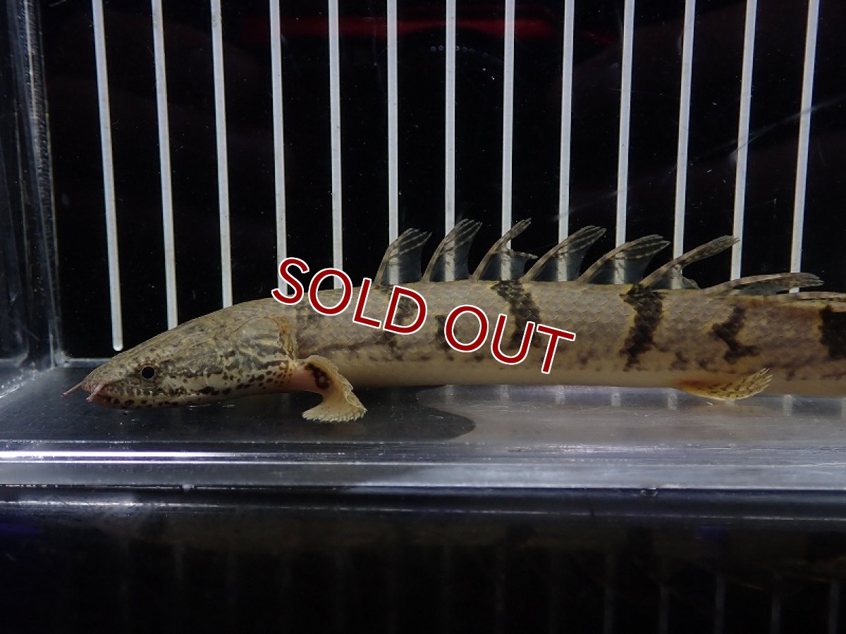 画像2: 【淡水魚】【通販】大特価 大きめ No10 ポリプテルス デルヘジィ ワイルド【個体販売】(±18cm)（大型魚）（生体）（熱帯魚）NKO (2)