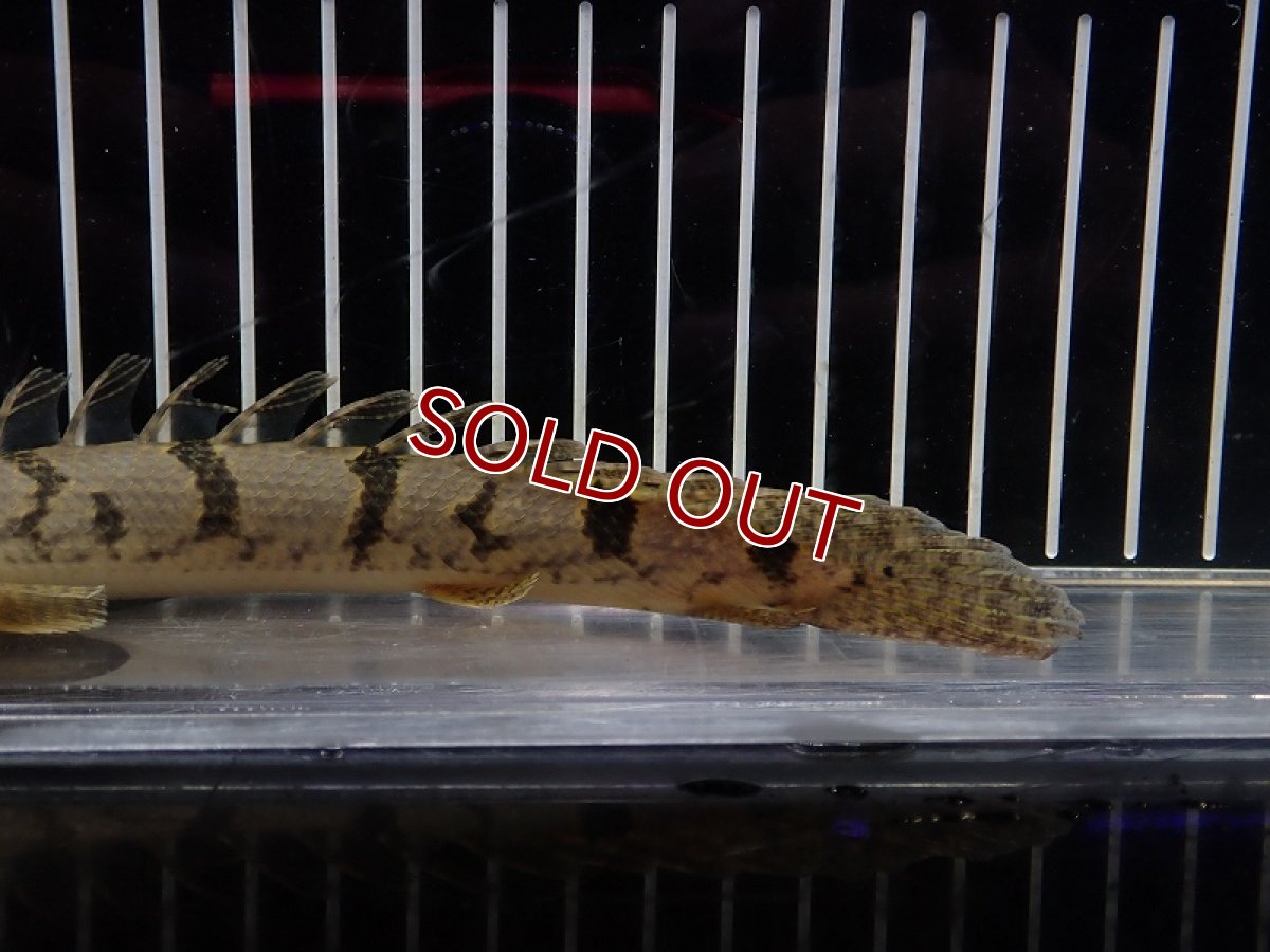 画像3: 【淡水魚】【通販】大特価 大きめ No10 ポリプテルス デルヘジィ ワイルド【個体販売】(±18cm)（大型魚）（生体）（熱帯魚）NKO (3)