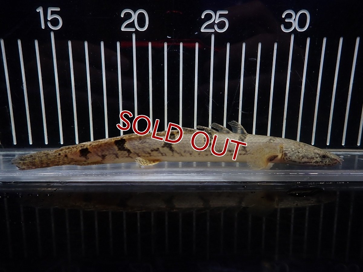 画像4: 【淡水魚】【通販】大特価 大きめ No10 ポリプテルス デルヘジィ ワイルド【個体販売】(±18cm)（大型魚）（生体）（熱帯魚）NKO (4)