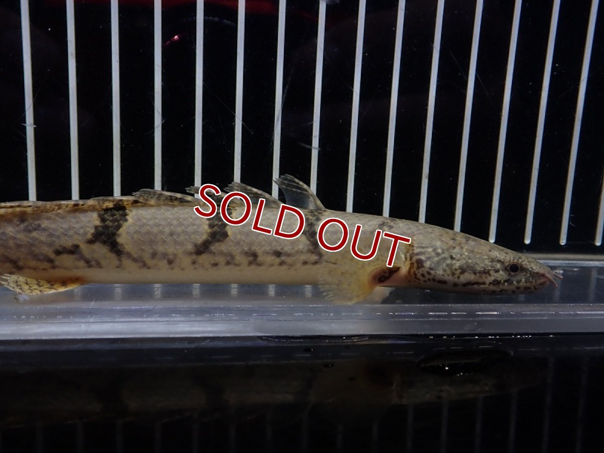 画像5: 【淡水魚】【通販】大特価 大きめ No10 ポリプテルス デルヘジィ ワイルド【個体販売】(±18cm)（大型魚）（生体）（熱帯魚）NKO (5)