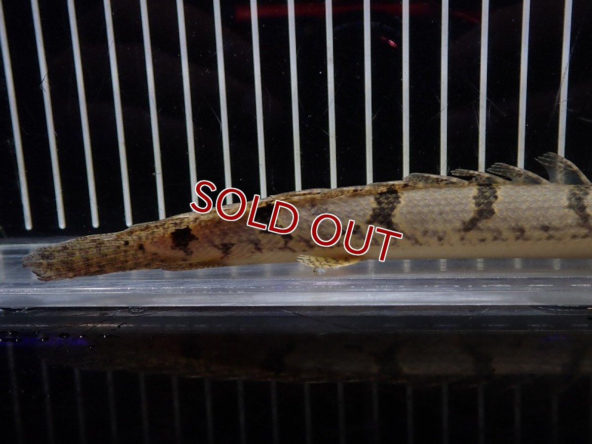画像6: 【淡水魚】【通販】大特価 大きめ No10 ポリプテルス デルヘジィ ワイルド【個体販売】(±18cm)（大型魚）（生体）（熱帯魚）NKO (6)