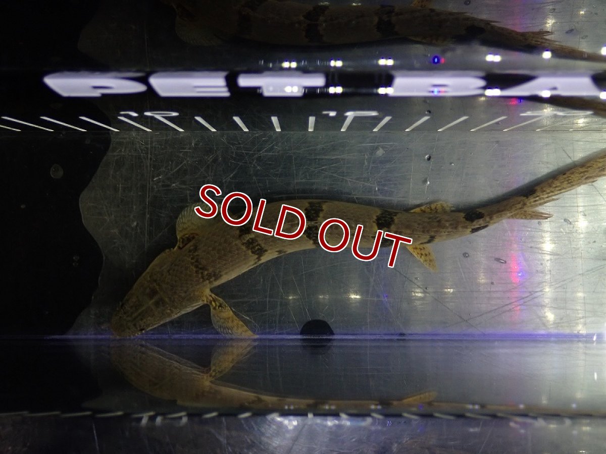 画像7: 【淡水魚】【通販】大特価 大きめ No10 ポリプテルス デルヘジィ ワイルド【個体販売】(±18cm)（大型魚）（生体）（熱帯魚）NKO (7)