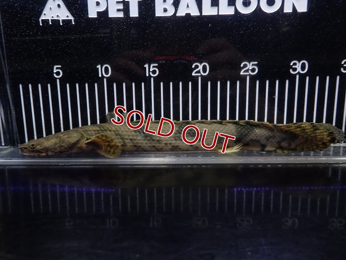 画像1: 【淡水魚】【通販】特価 No5 ポリプテルス エンドリケリー ナイジェリア産 ワイルド【個体販売】(±33cm)(大型魚(生体)(熱帯魚)NKO (1)