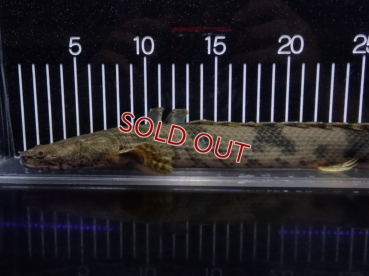 画像2: 【淡水魚】【通販】特価 No5 ポリプテルス エンドリケリー ナイジェリア産 ワイルド【個体販売】(±33cm)(大型魚(生体)(熱帯魚)NKO (2)