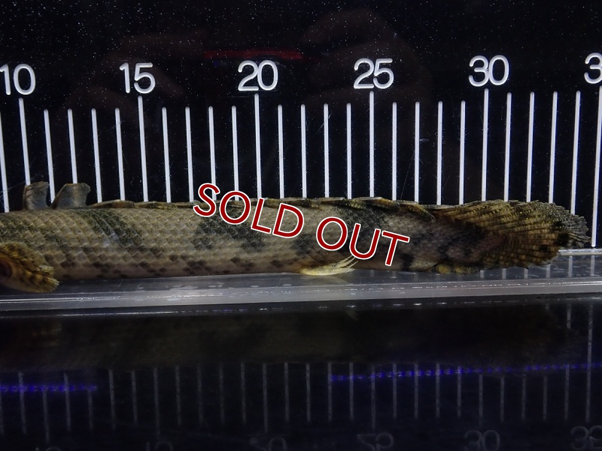 画像3: 【淡水魚】【通販】特価 No5 ポリプテルス エンドリケリー ナイジェリア産 ワイルド【個体販売】(±33cm)(大型魚(生体)(熱帯魚)NKO (3)