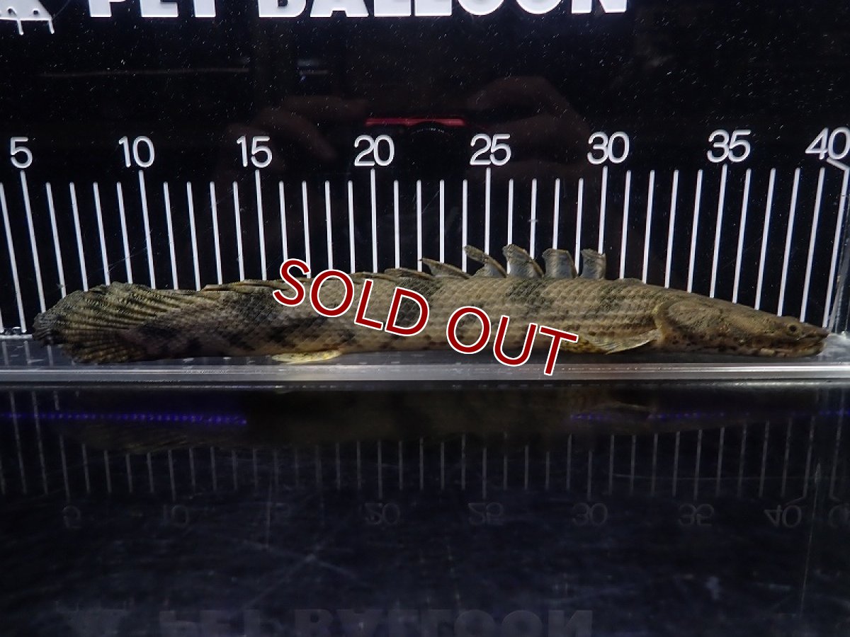 画像4: 【淡水魚】【通販】特価 No5 ポリプテルス エンドリケリー ナイジェリア産 ワイルド【個体販売】(±33cm)(大型魚(生体)(熱帯魚)NKO (4)
