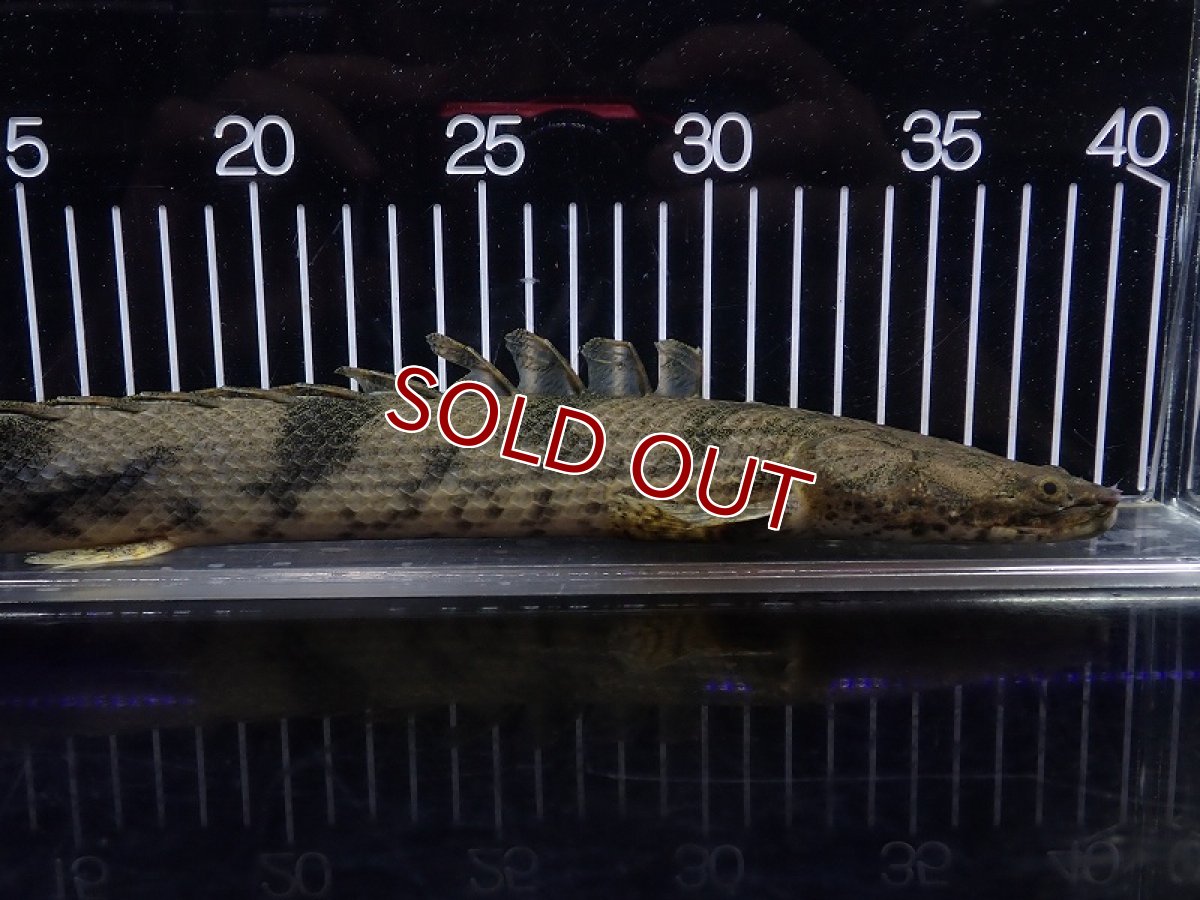 画像5: 【淡水魚】【通販】特価 No5 ポリプテルス エンドリケリー ナイジェリア産 ワイルド【個体販売】(±33cm)(大型魚(生体)(熱帯魚)NKO (5)