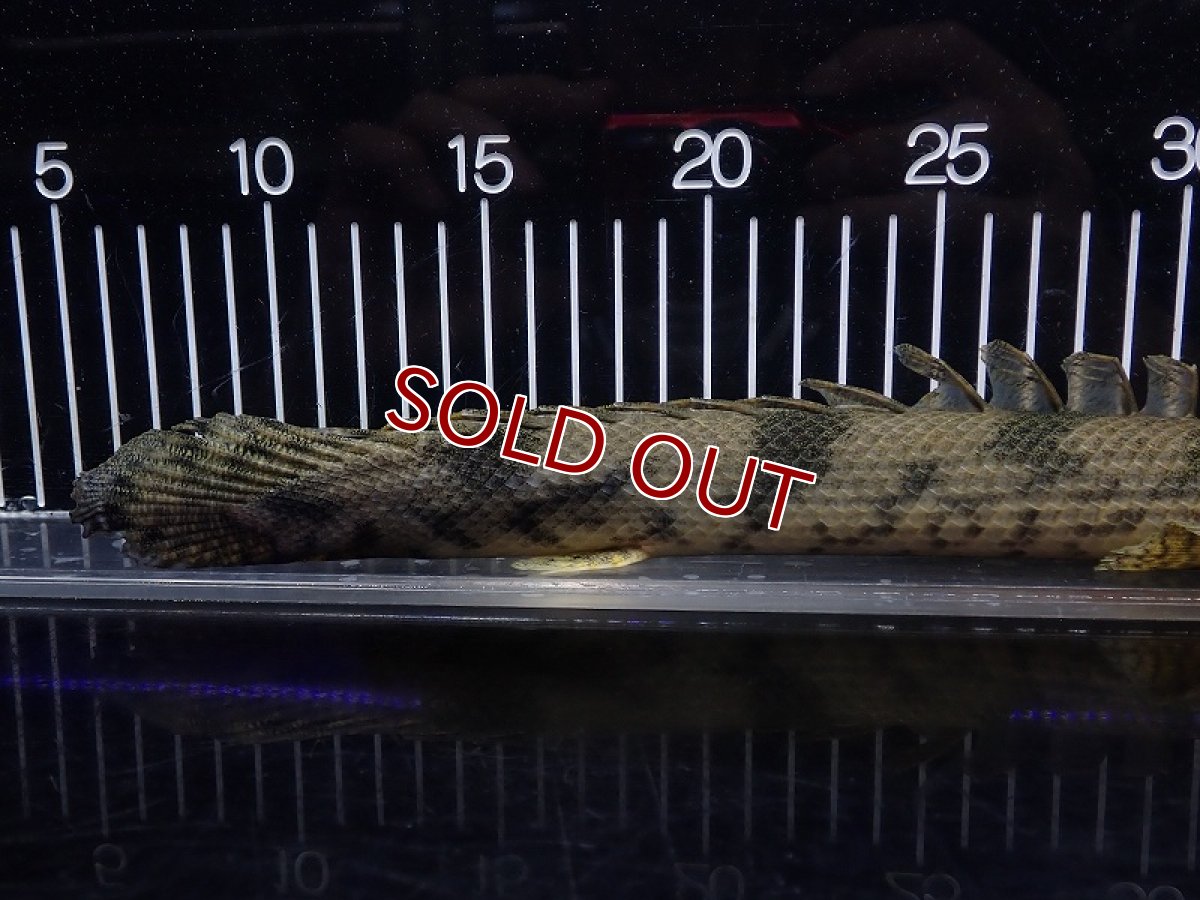 画像6: 【淡水魚】【通販】特価 No5 ポリプテルス エンドリケリー ナイジェリア産 ワイルド【個体販売】(±33cm)(大型魚(生体)(熱帯魚)NKO (6)