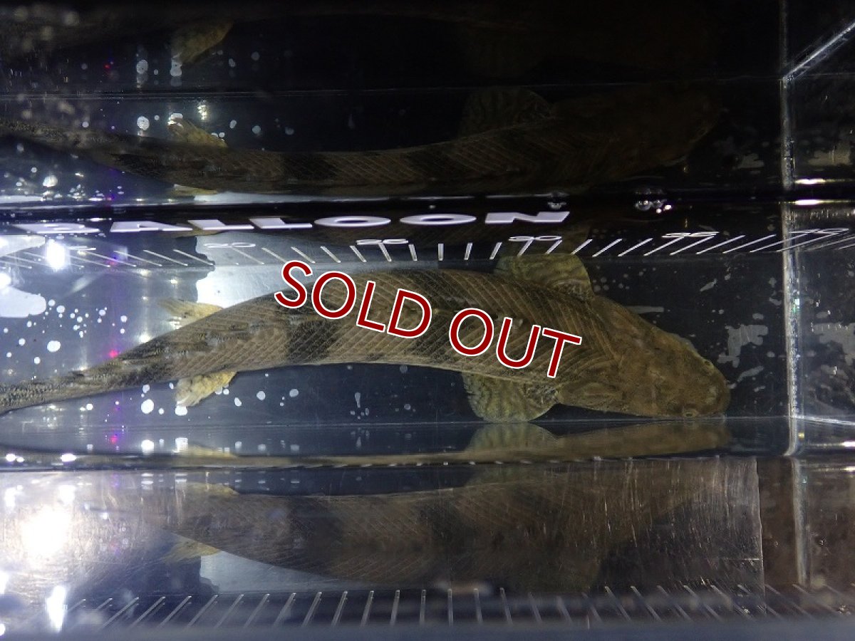 画像7: 【淡水魚】【通販】特価 No5 ポリプテルス エンドリケリー ナイジェリア産 ワイルド【個体販売】(±33cm)(大型魚(生体)(熱帯魚)NKO (7)