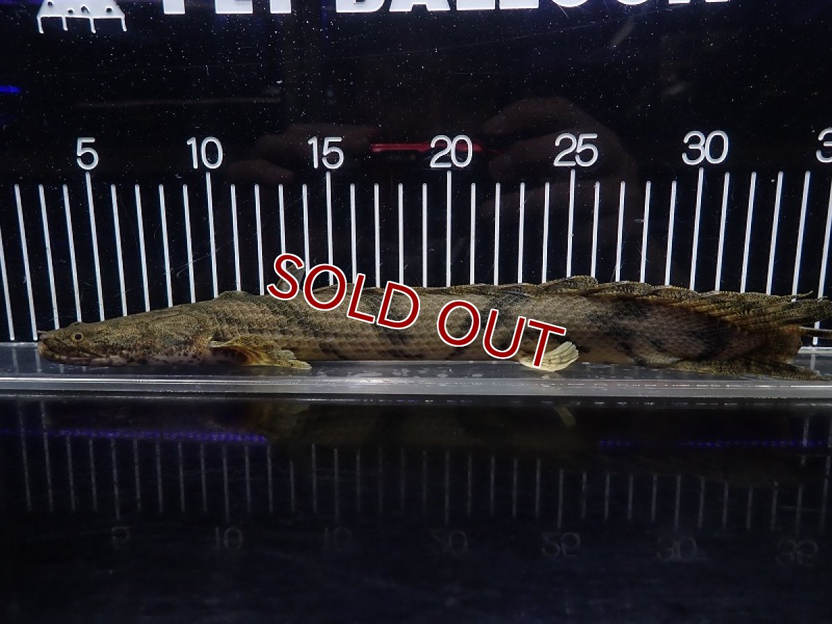 画像1: 【淡水魚】【通販】特価 No6 ポリプテルス エンドリケリー ナイジェリア産 ワイルド【個体販売】(±30cm)(大型魚(生体)(熱帯魚)NKO (1)