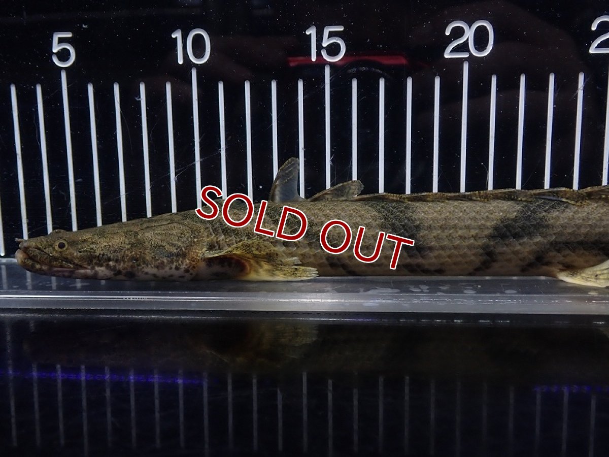 画像2: 【淡水魚】【通販】特価 No6 ポリプテルス エンドリケリー ナイジェリア産 ワイルド【個体販売】(±30cm)(大型魚(生体)(熱帯魚)NKO (2)