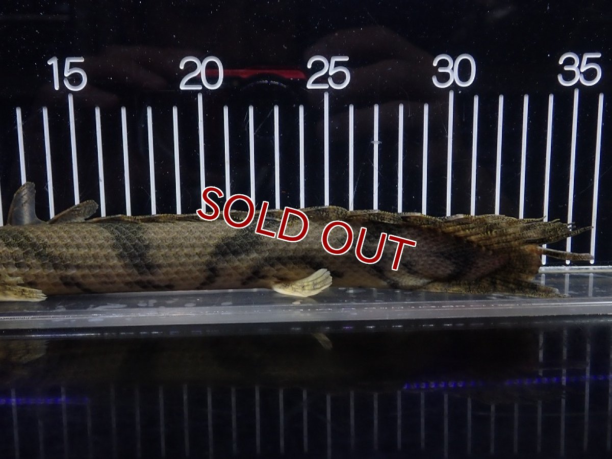 画像3: 【淡水魚】【通販】特価 No6 ポリプテルス エンドリケリー ナイジェリア産 ワイルド【個体販売】(±30cm)(大型魚(生体)(熱帯魚)NKO (3)