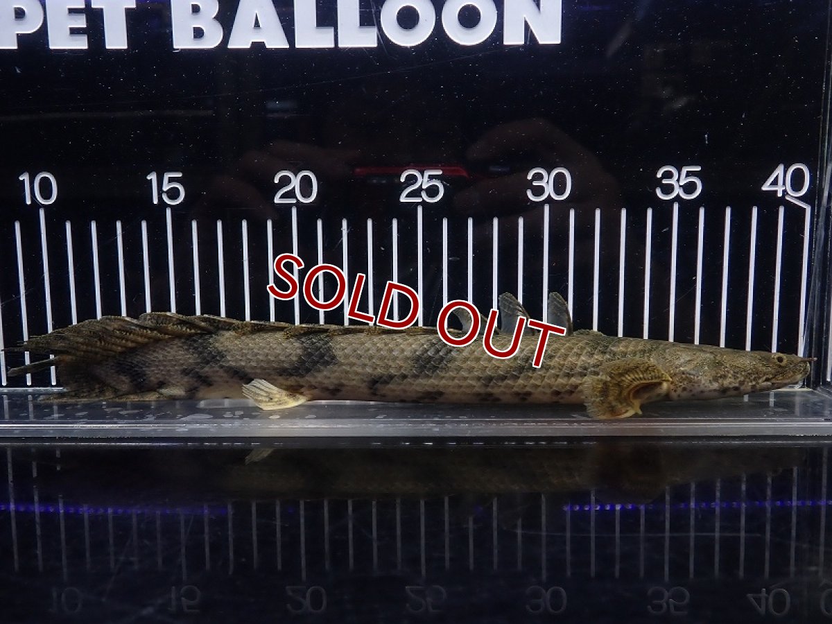 画像4: 【淡水魚】【通販】特価 No6 ポリプテルス エンドリケリー ナイジェリア産 ワイルド【個体販売】(±30cm)(大型魚(生体)(熱帯魚)NKO (4)