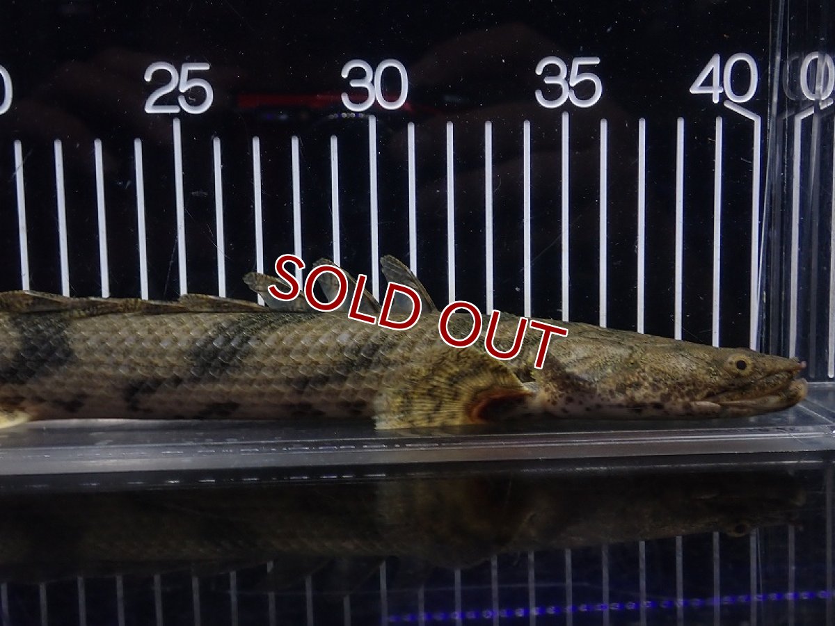 画像5: 【淡水魚】【通販】特価 No6 ポリプテルス エンドリケリー ナイジェリア産 ワイルド【個体販売】(±30cm)(大型魚(生体)(熱帯魚)NKO (5)
