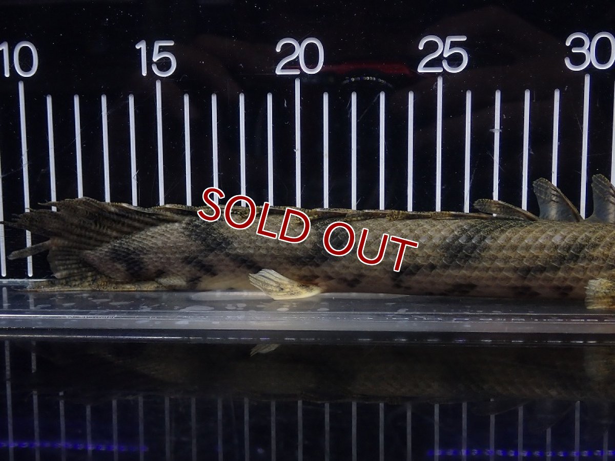 画像6: 【淡水魚】【通販】特価 No6 ポリプテルス エンドリケリー ナイジェリア産 ワイルド【個体販売】(±30cm)(大型魚(生体)(熱帯魚)NKO (6)