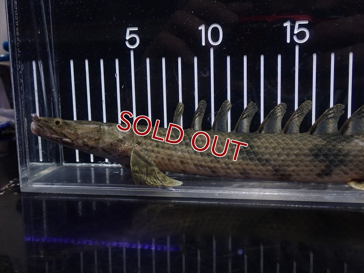 画像2: 【淡水魚】【通販】特価 No7 ポリプテルス エンドリケリー ナイジェリア産 ワイルド【個体販売】(±33cm)(大型魚(生体)(熱帯魚)NKO (2)