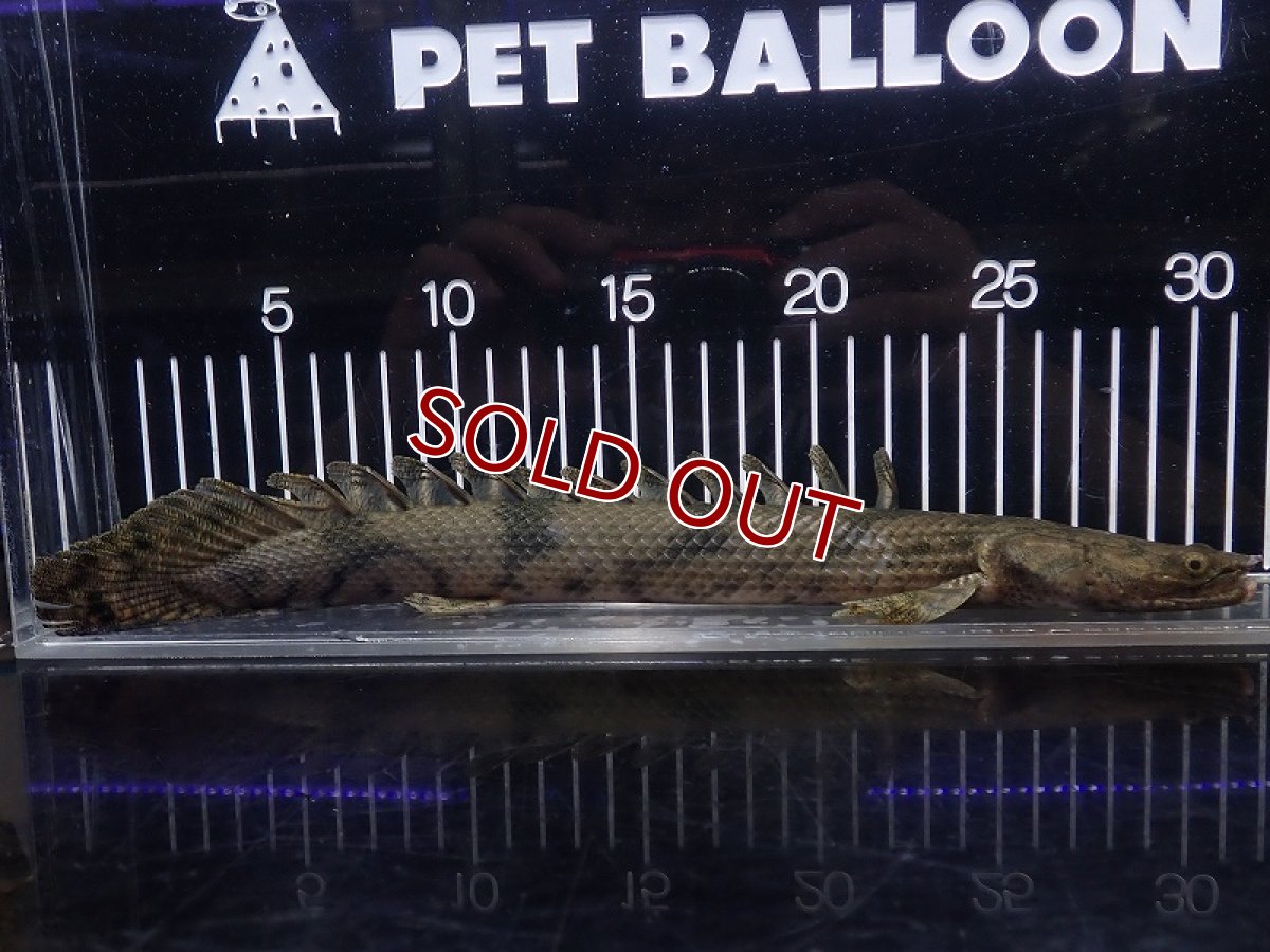 画像4: 【淡水魚】【通販】特価 No7 ポリプテルス エンドリケリー ナイジェリア産 ワイルド【個体販売】(±33cm)(大型魚(生体)(熱帯魚)NKO (4)