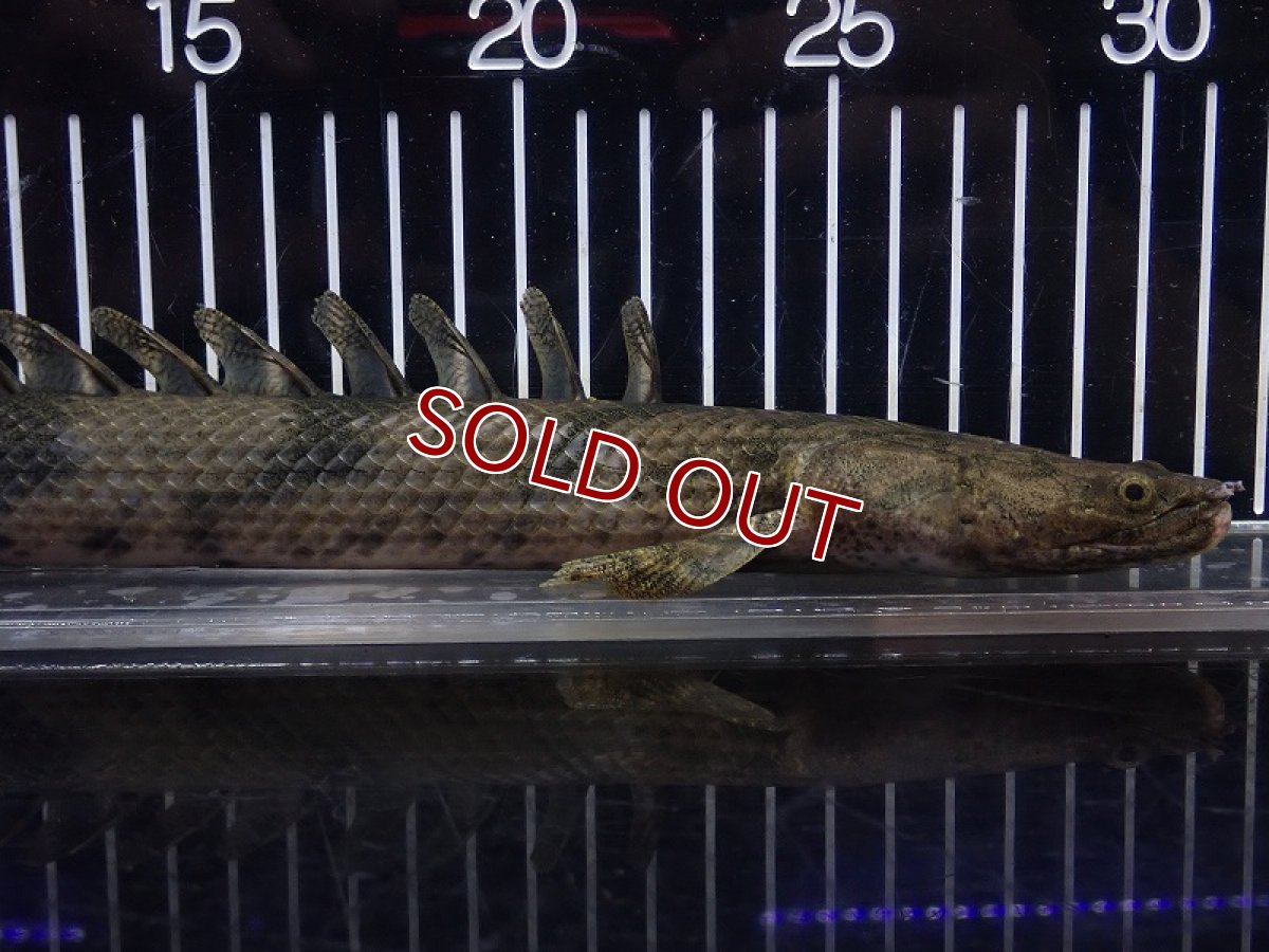 画像5: 【淡水魚】【通販】特価 No7 ポリプテルス エンドリケリー ナイジェリア産 ワイルド【個体販売】(±33cm)(大型魚(生体)(熱帯魚)NKO (5)