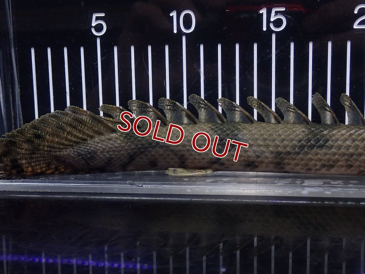 画像6: 【淡水魚】【通販】特価 No7 ポリプテルス エンドリケリー ナイジェリア産 ワイルド【個体販売】(±33cm)(大型魚(生体)(熱帯魚)NKO (6)