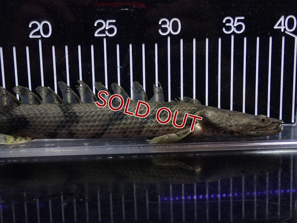 画像2: 【淡水魚】【通販】特価 No10 ポリプテルス エンドリケリー ナイジェリア産 ワイルド【個体販売】(±30cm)大型魚(生体)(熱帯魚)NKO (2)