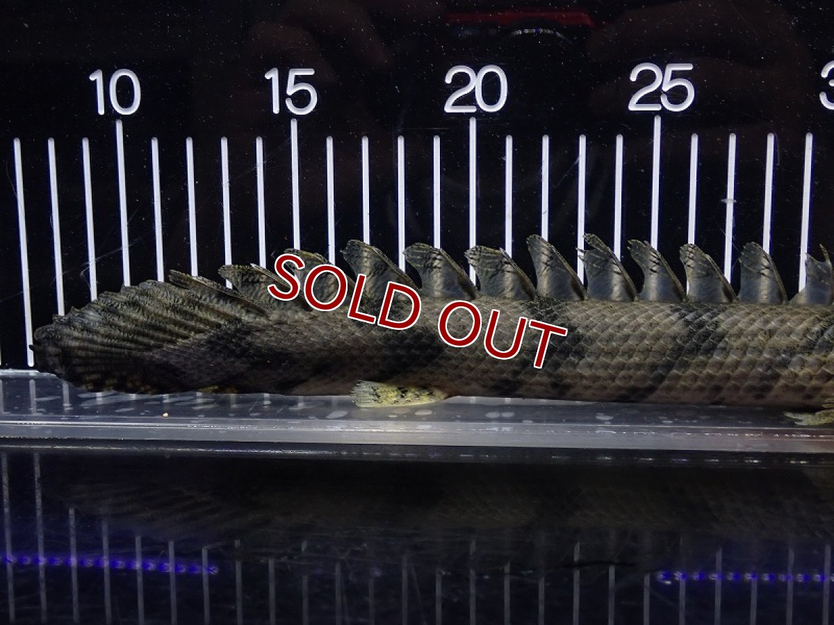 画像3: 【淡水魚】【通販】特価 No10 ポリプテルス エンドリケリー ナイジェリア産 ワイルド【個体販売】(±30cm)大型魚(生体)(熱帯魚)NKO (3)