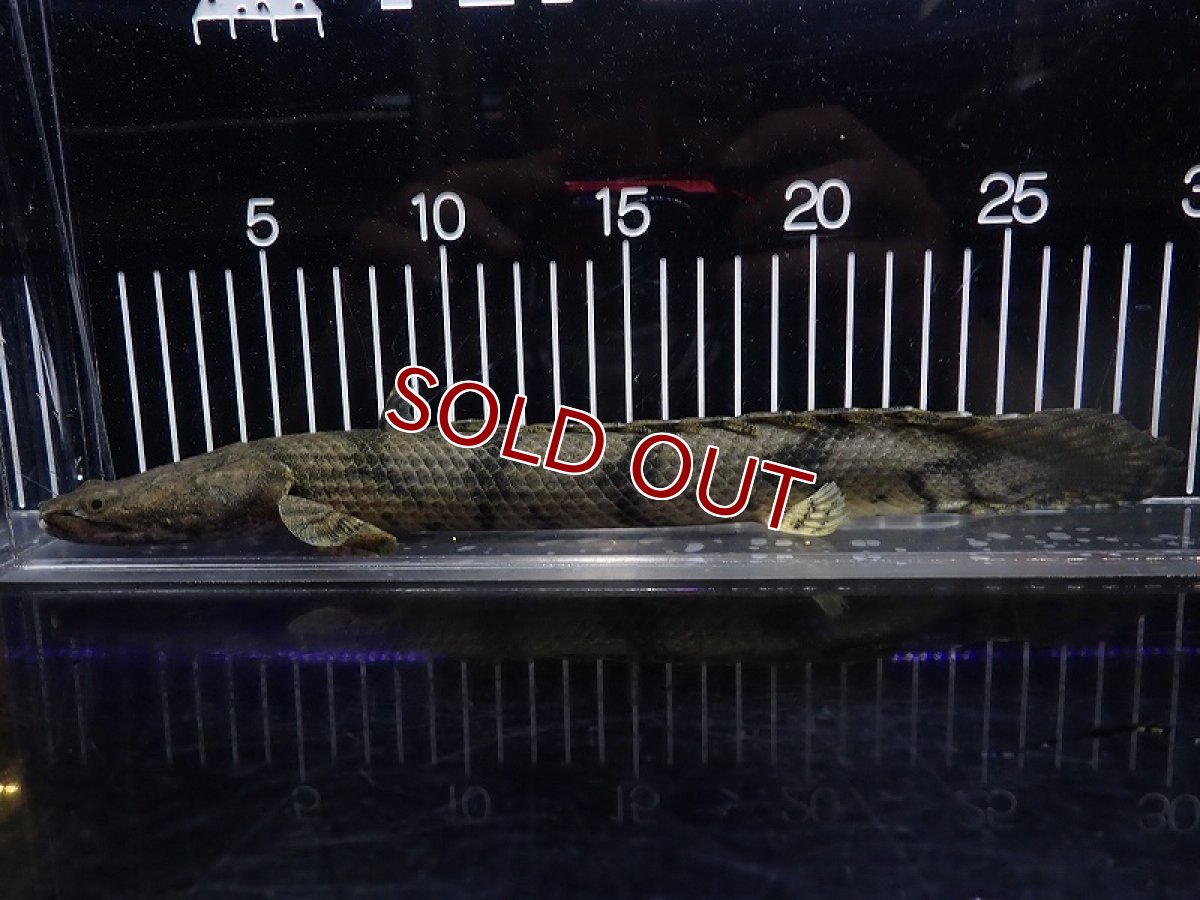 画像4: 【淡水魚】【通販】特価 No10 ポリプテルス エンドリケリー ナイジェリア産 ワイルド【個体販売】(±30cm)大型魚(生体)(熱帯魚)NKO (4)