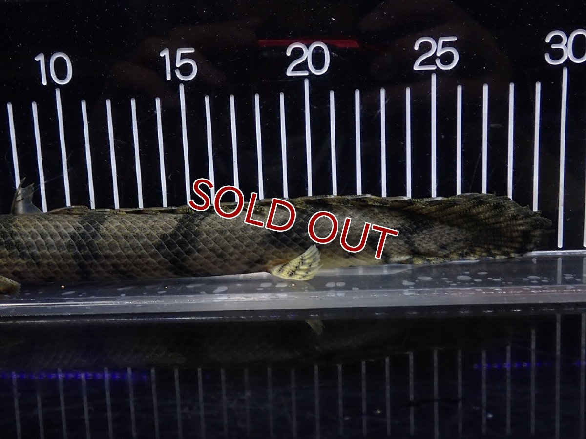 画像6: 【淡水魚】【通販】特価 No10 ポリプテルス エンドリケリー ナイジェリア産 ワイルド【個体販売】(±30cm)大型魚(生体)(熱帯魚)NKO (6)