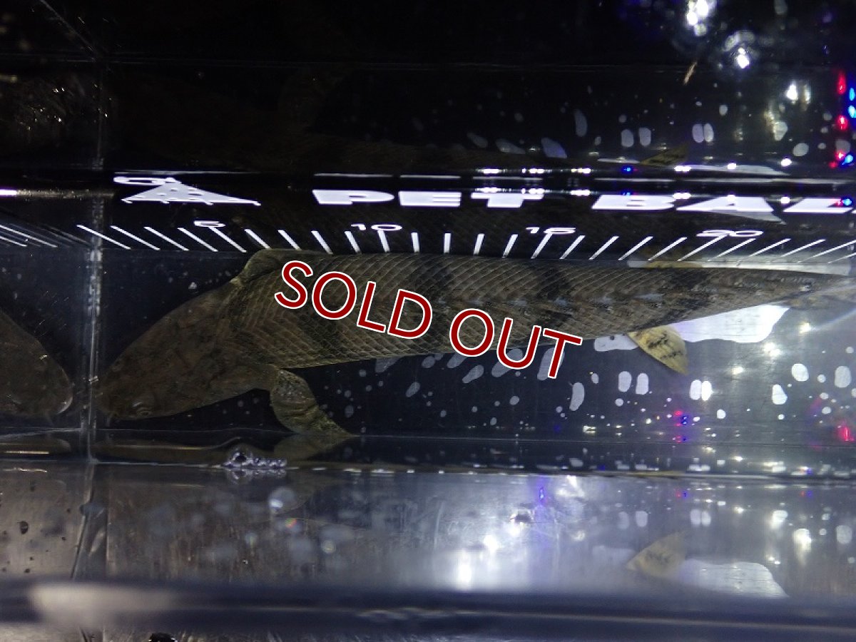 画像7: 【淡水魚】【通販】特価 No10 ポリプテルス エンドリケリー ナイジェリア産 ワイルド【個体販売】(±30cm)大型魚(生体)(熱帯魚)NKO (7)