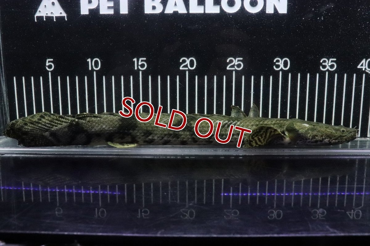画像1: 【淡水魚】【通販】No3 オス ポリプテルス エンドリケリー YEWA産 ワイルド【個体販売】(±36cm)(大型魚)(生体)(熱帯魚)NKO (1)