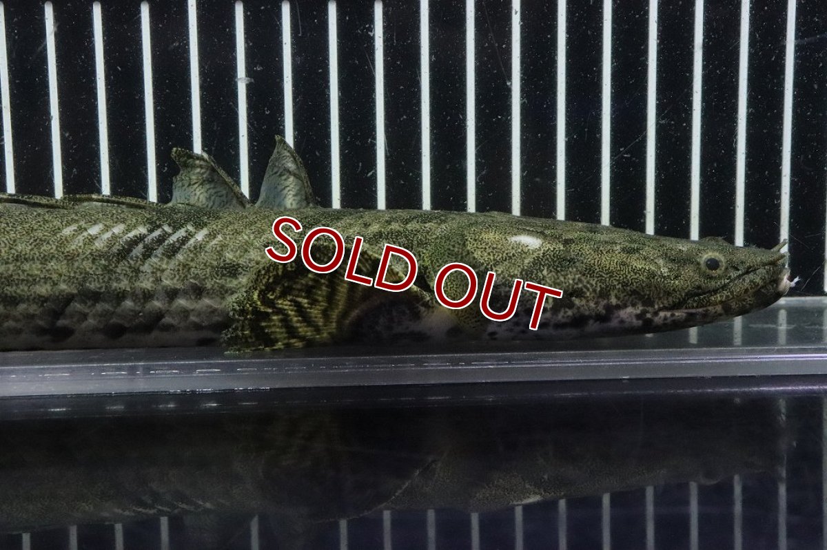 画像2: 【淡水魚】【通販】No3 オス ポリプテルス エンドリケリー YEWA産 ワイルド【個体販売】(±36cm)(大型魚)(生体)(熱帯魚)NKO (2)