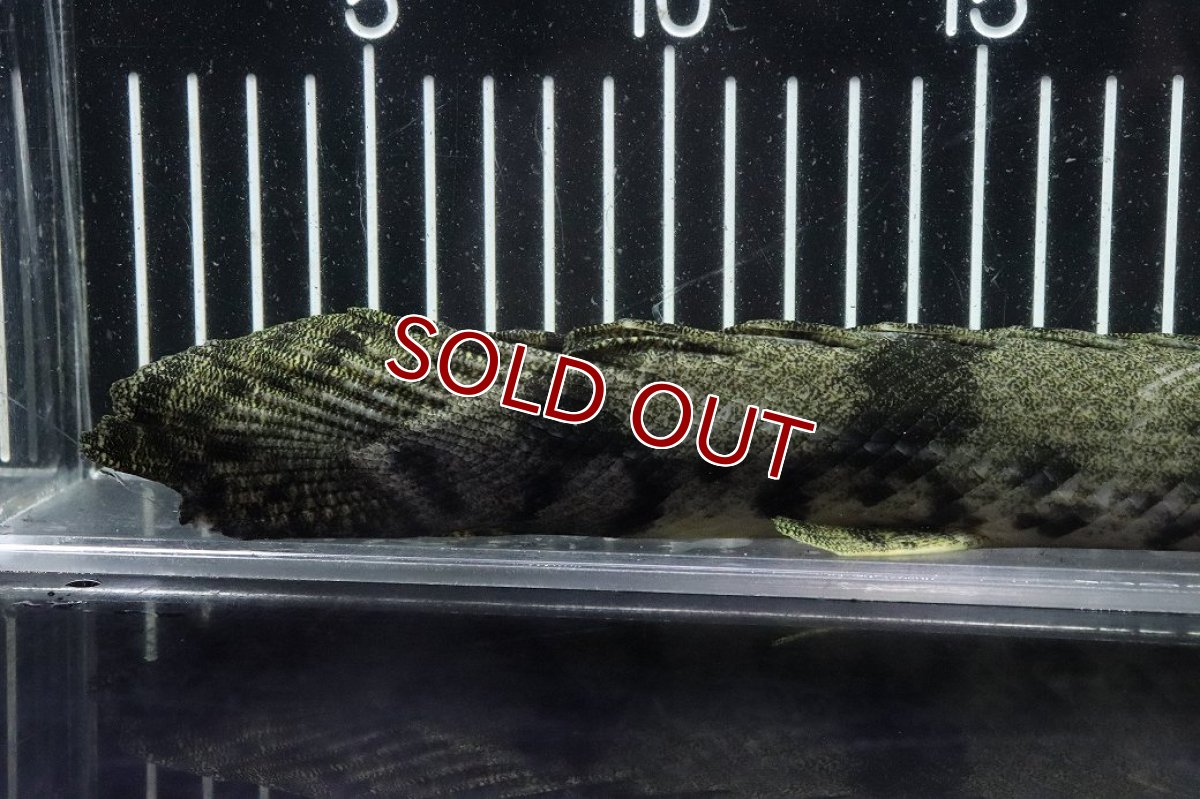 画像4: 【淡水魚】【通販】No3 オス ポリプテルス エンドリケリー YEWA産 ワイルド【個体販売】(±36cm)(大型魚)(生体)(熱帯魚)NKO (4)