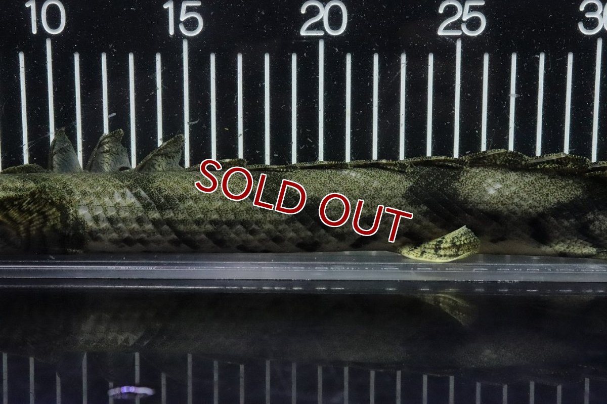 画像7: 【淡水魚】【通販】No3 オス ポリプテルス エンドリケリー YEWA産 ワイルド【個体販売】(±36cm)(大型魚)(生体)(熱帯魚)NKO (7)