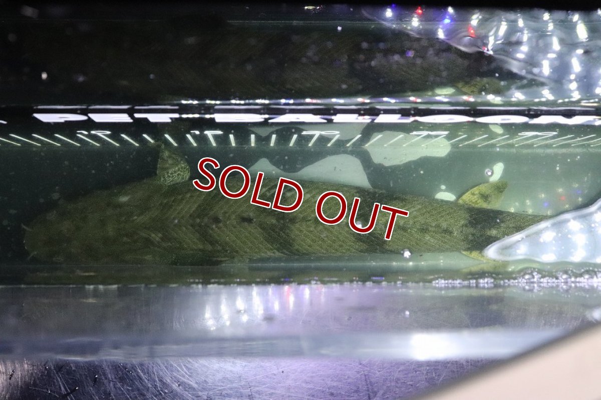 画像9: 【淡水魚】【通販】No3 オス ポリプテルス エンドリケリー YEWA産 ワイルド【個体販売】(±36cm)(大型魚)(生体)(熱帯魚)NKO (9)