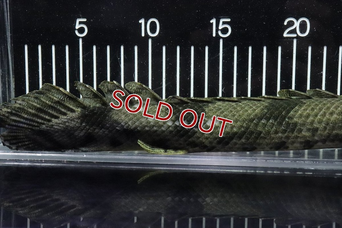 画像4: 【淡水魚】【通販】No4 メス ポリプテルス エンドリケリー YEWA産 ワイルド【個体販売】(±36cm)(大型魚)(生体)(熱帯魚)NKO (4)
